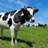 Домашно говедо