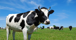 Домашно говедо