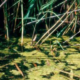 Спираловиден жабуняк