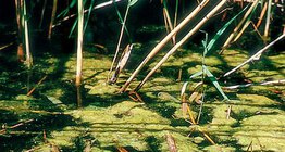 Спираловиден жабуняк