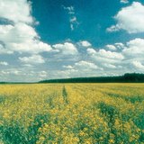 Кълбести облаци