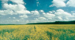 Кълбести облаци