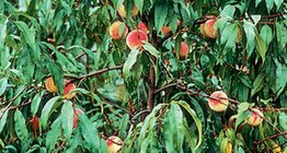 Прасковено дърво