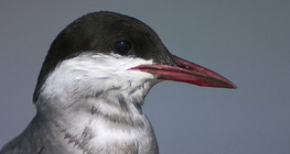 Белобуза рибарка