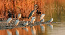 Водни птици на утринното слънце