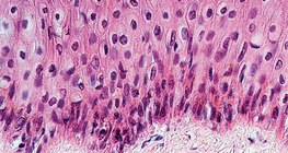 Епителна тъкан