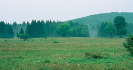Платото Бюк (Унгария)