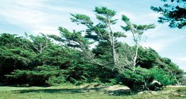 Ефектът на вятъра, духащ само в една посока