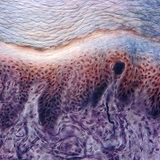 Напречен разрез на кожата на човешки пръст, с намиращите се в нея  рецептори