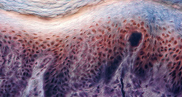 Напречен разрез на кожата на човешки пръст, с намиращите се в нея  рецептори