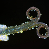 Цвят от сложното съцвение на глухарчето ( на UV-светлина)