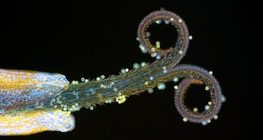 Цвят от сложното съцвение на глухарчето ( на UV-светлина)