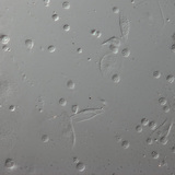 Червени кръвни клетки на ларва на плодова мушица