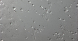 Червени кръвни клетки на ларва на плодова мушица