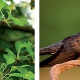 Славей и кукувица