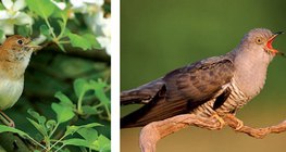 Славей и кукувица