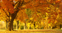 Есенен парк