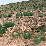 Каменна пустиня