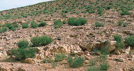 Каменна пустиня