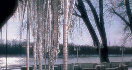 Ледени висулки