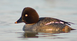 Звънарка (женска птица)