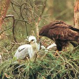 Мишелов храни малките си