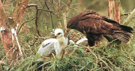 Мишелов храни малките си