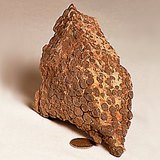 Варовиков риф