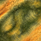 Гънките на кожата на човешки пръст на поляризирана светлина