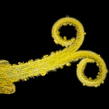 Цвят от сложното съцвение на глухарче ( бял, на тъмен фон)