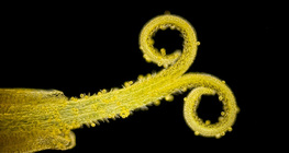 Цвят от сложното съцвение на глухарче ( бял, на тъмен фон)