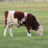 Домашно говедо