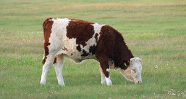 Домашно говедо