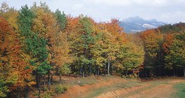 Есенна широколистна гора