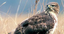 Обикновен мишелов