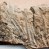 Варовик с морски фосили