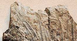 Варовик с морски фосили