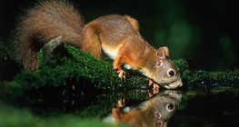 Катерица пие вода