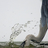 Сива чапла лови риба