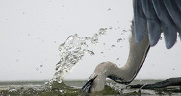 Сива чапла лови риба