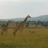 الشرق - محمية أكاغيرا.. رحلات سفاري وسط البراري