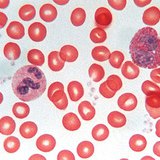 Кръвна тъкан