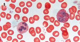 Кръвна тъкан