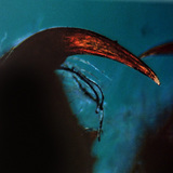 Хелицера на паяк  с отровен нокът