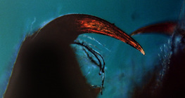 Хелицера на паяк  с отровен нокът