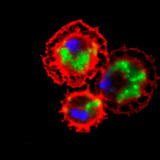 Кръвните клетки на плодова мушица (оцветени в червено), обградили бактерии (оцветени в зелено)