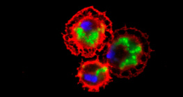 Кръвните клетки на плодова мушица (оцветени в червено), обградили бактерии (оцветени в зелено)