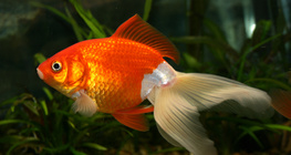 Златна рибка