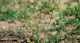 Овчарска торбичка