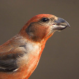 Common crossbill (male)